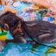 Baby monkey | Coca Bathing And Plays Animals Toys With Both Sister.
