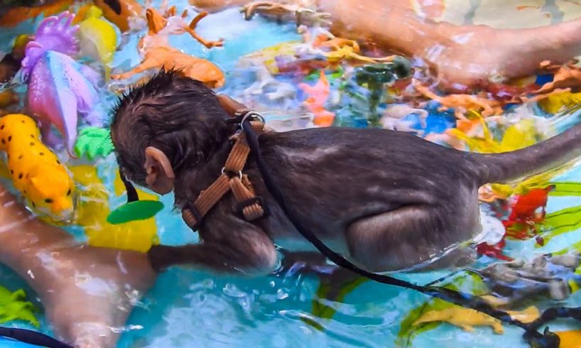 Baby monkey | Coca Bathing And Plays Animals Toys With Both Sister.