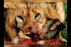 Best of animal fights in wild