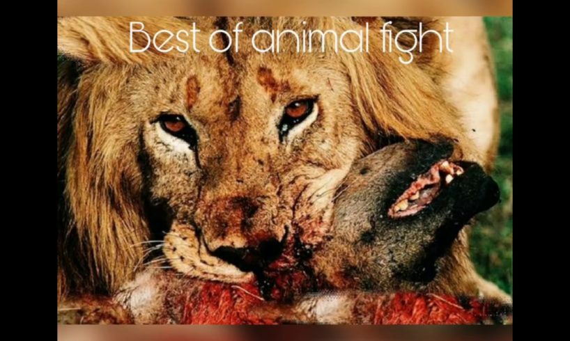 Best of animal fights in wild