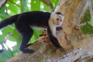 Capuchin Monkeys | Wild Caribbean | BBC Earth