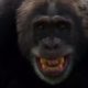 Chimpanzees Attack Young Male  | Life Story | BBC