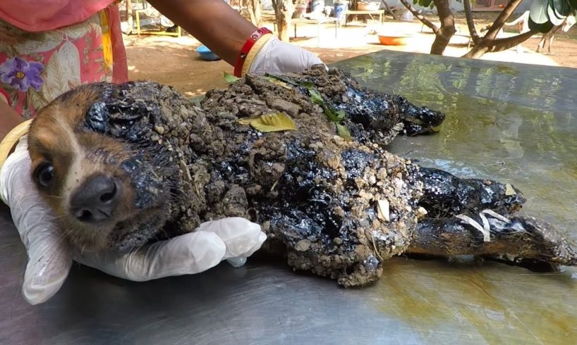 Covered in solid tar puppies trapped in their own bodies, only their eyes could move, rescued.