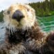 Cute otters intimately filmed by spy camera | Spy in the Wild - BBC
