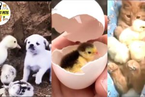 Cutest Chicks Playing With Dogs & Cats - Funny Animals - Die Heart Pets