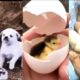 Cutest Chicks Playing With Dogs & Cats - Funny Animals - Die Heart Pets