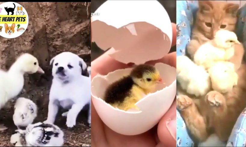 Cutest Chicks Playing With Dogs & Cats - Funny Animals - Die Heart Pets