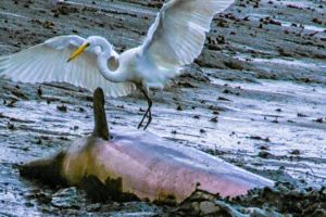 Dolphins and Birds Collaborate to Hunt Fish | BBC Earth
