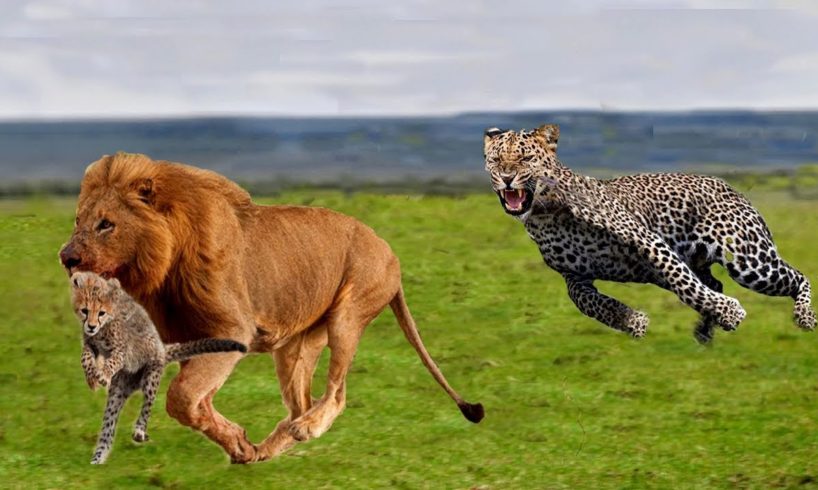 Epic battle of Animal 2019 - Mother Cheetah try rescues the Cubs from Lion | Hyena vs Wild dog, Lion