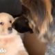 Este perro recibe un inesperado hermanito | El Dodo