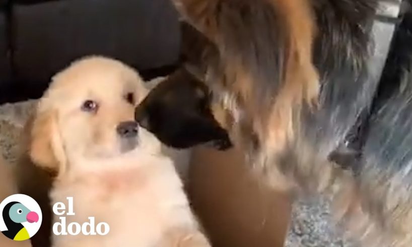 Este perro recibe un inesperado hermanito | El Dodo