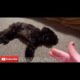 FUNNY ANIMALS PLAYING DEAD COMPILATION!!