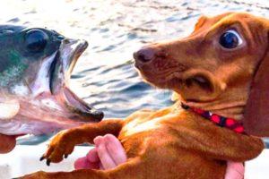 🤣 Funniest 🐶 Dogs and 😻 Cats - Awesome Funny Pet Animals Videos 😇