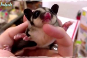 Funny and cute animals compilation! dogs and cats playing compilation