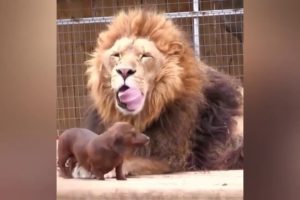 Funny animals playing with each other doing Funny things cute dogs cute cats kittens