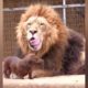 Funny animals playing with each other doing Funny things cute dogs cute cats kittens