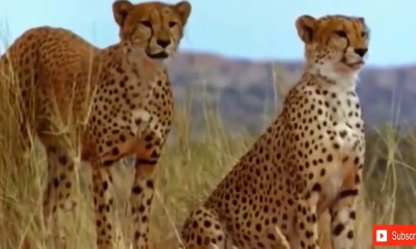 HOT ! Lion vs Leopard - Most Amazing Moments Of Wild Animal Fights - Wild Discovery Animals 2018 20