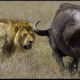 Hayvan Kavgaları (Animal fights)