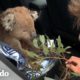 Koala hambriento le pide ayuda a una pareja | El Dodo