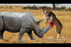 LION VS RHINO FIGHT TO DEATH - ANIMALS REAL FIGHT