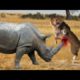 LION VS RHINO FIGHT TO DEATH - ANIMALS REAL FIGHT