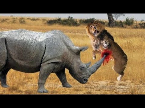 LION VS RHINO FIGHT TO DEATH - ANIMALS REAL FIGHT