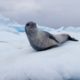 Leopard Seals Play and Hunt in Antarctica | National Geographic