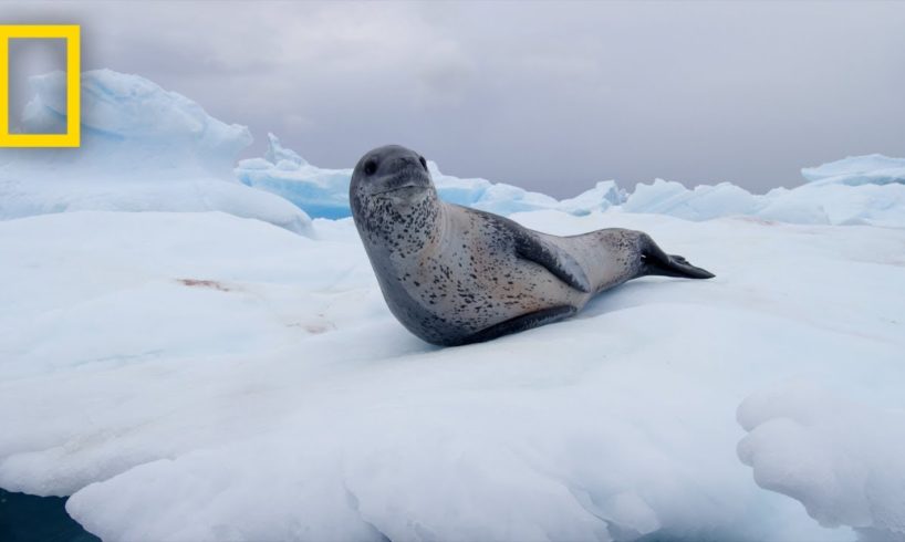 Leopard Seals Play and Hunt in Antarctica | National Geographic