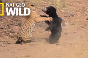 Mother Bear Fights Tiger to Save Her Cub in Dramatic Video | Nat Geo Wild
