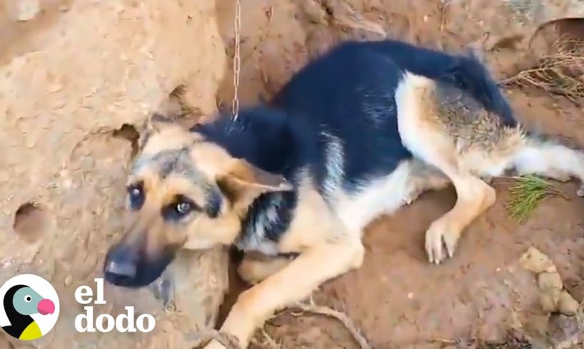 Pastor alemán fue encontrado encadenado en una montaña | El Dodo