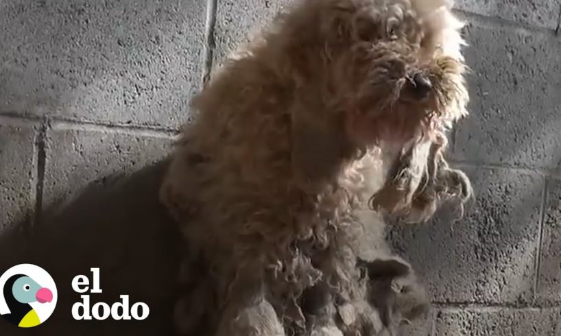 Perrita peluda es rescatada de las calles | El Dodo