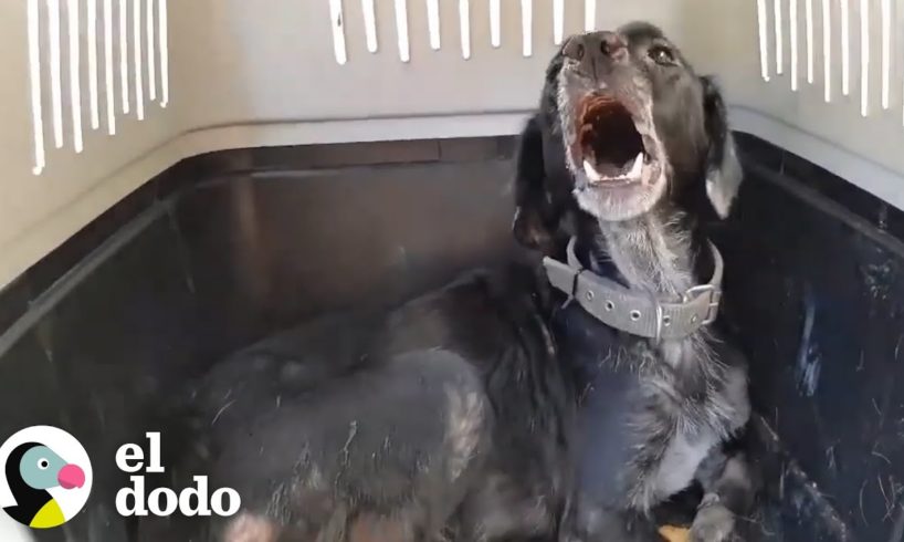 Perro agresivo es rescatado de estar amarrado toda su vida | El Dodo