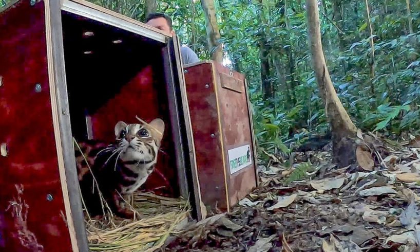 Releasing Rescued Animals Back Into The Wild | BBC Earth