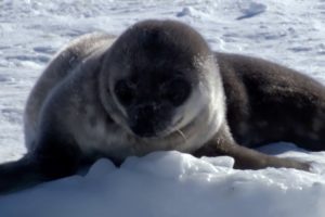Seal pup's underwater lessons - Animal Super Parents: Episode 1 Preview - BBC One