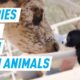 These Puppies Playing With Farm Animals Are Beyond Adorable | Mashable