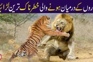 WILDEST ANIMAL FIGHTS CAUGHT ON CAMERA