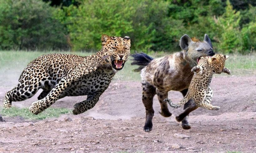 Wild Animals 2019 - Epic Battle Of King Hyena Vs Leopard, Tiger vs Buffalo, Wild Dogs vs Wildebeest