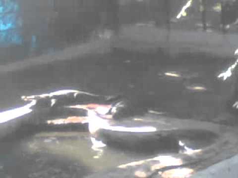 pet funny animals playing dancing in water faster very well itself