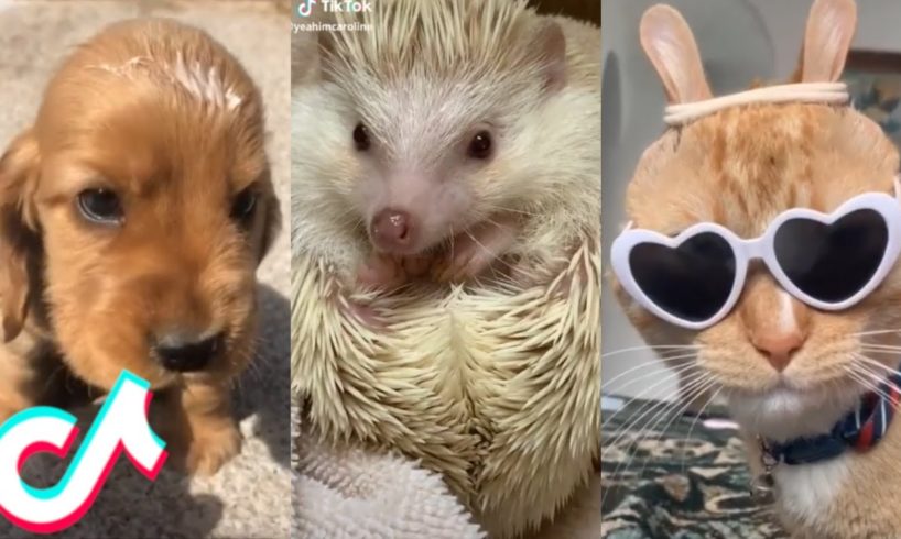 10 Minutes Straight of the Cutest Pets on Tiktok ?