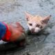 ? 10 Unbelievable Animal Rescues