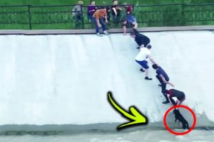 15 Unbelievable Animal Rescues that Will Restore Your Faith in Humanity