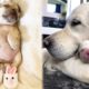 Cute baby animals Videos Compilation cutest moment of the animals - Cutest Puppies #13