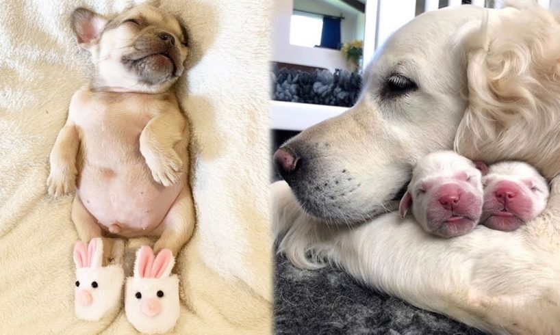 Cute baby animals Videos Compilation cutest moment of the animals - Cutest Puppies #13