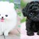 Cute baby animal Videos Compilation cutest moment of the animals - Cutest Puppies #9