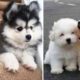 Cute baby animals Videos Compilation cutest moment of the animals - Cutest Puppies #4