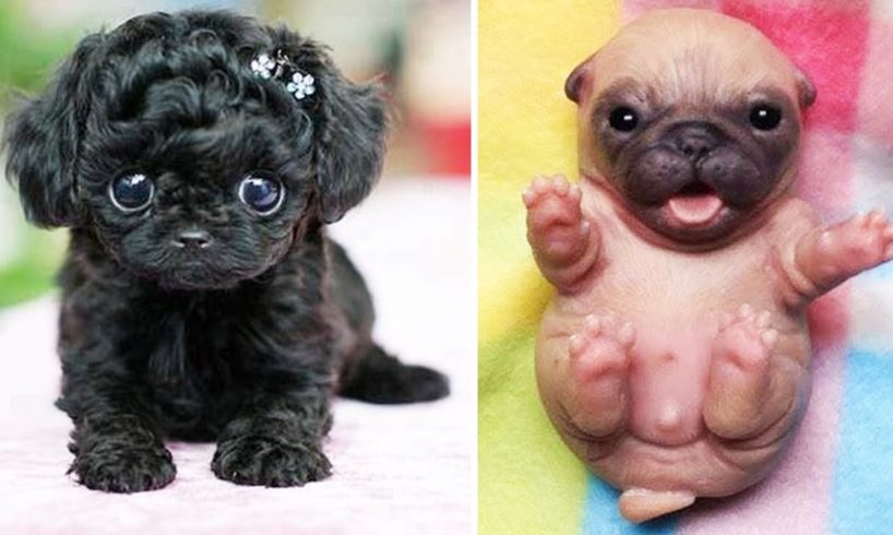 Cute baby animal Videos Compilation cutest moment of the animals - Cutest Puppies #8