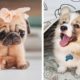 Cute baby animal Videos Compilation cutest moment of the animals - Cutest Puppies Evers #1