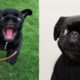 Funniest and Cutest Pug Dog Videos Compilation 2020 - Cutest Puppy #6