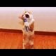 Funniest Animals ? - Awesome Funny Animals' Life Videos ? - Cutest Animals Ever