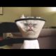 Funniest Animals ? - Best Of The 2020 Funny Animal Videos ? - Cutest Animals Ever